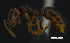  ( - MACN-bar-ins-ct 07661)  @13 [ ] Copyright (2017) MACN Museo Argentino de Ciencias Naturales "Bernardino Rivadavia"
