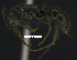 ( - MACN-bar-ins-ct 07672)  @14 [ ] Copyright (2017) MACN Museo Argentino de Ciencias Naturales "Bernardino Rivadavia"