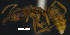  ( - MACN-bar-ins-ct 07680)  @14 [ ] Copyright (2017) MACN Museo Argentino de Ciencias Naturales "Bernardino Rivadavia"