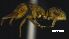  ( - MACN-bar-ins-ct 07687)  @14 [ ] Copyright (2017) MACN Museo Argentino de Ciencias Naturales "Bernardino Rivadavia"