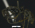  ( - MACN-bar-ins-ct 07689)  @14 [ ] Copyright (2017) MACN Museo Argentino de Ciencias Naturales "Bernardino Rivadavia"