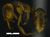  ( - MACN-bar-ins-ct 07710)  @13 [ ] Copyright (2017) MACN Museo Argentino de Ciencias Naturales "Bernardino Rivadavia"