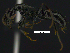  ( - MACN-bar-ins-ct 07726)  @11 [ ] Copyright (2017) MACN Museo Argentino de Ciencias Naturales "Bernardino Rivadavia"