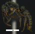  ( - MACN-bar-ins-ct 07761)  @13 [ ] Copyright (2017) MACN Museo Argentino de Ciencias Naturales "Bernardino Rivadavia"