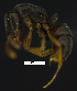  ( - MACN-bar-ins-ct 07763)  @14 [ ] Copyright (2017) MACN Museo Argentino de Ciencias Naturales "Bernardino Rivadavia"
