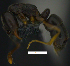  ( - MACN-bar-ins-ct 07778)  @14 [ ] Copyright (2017) MACN Museo Argentino de Ciencias Naturales "Bernardino Rivadavia"