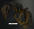  ( - MACN-bar-ins-ct 07782)  @13 [ ] Copyright (2017) MACN Museo Argentino de Ciencias Naturales "Bernardino Rivadavia"