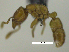  ( - MACN-Bar-Ins-ct 07987)  @11 [ ] Copyright (2019) MACN Museo Argentino de Ciencias Naturales "Bernardino Rivadavia"