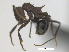  (Acromyrmex striatus - MACN-Bar-Ins-ct 08033)  @13 [ ] Copyright (2019) MACN Museo Argentino de Ciencias Naturales "Bernardino Rivadavia"