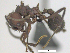  ( - MACN-Bar-Ins-ct 08037)  @11 [ ] Copyright (2019) MACN Museo Argentino de Ciencias Naturales "Bernardino Rivadavia"