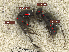  ( - MACN-bar-ins-ct 08606)  @12 [ ] Copyright (2019) Pablo L. Tubaro MACN