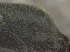  ( - MACN-bar-ins-ct 08625)  @12 [ ] Copyright (2019) Pablo L. Tubaro MACN