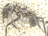  (Acromyrmex coronatus - MACN-Bar-Ins-ct 08809)  @11 [ ] Copyright (2021) Pablo L Tubaro Museo Argentino de Ciencias Naturales, Bernardino Rivadavia