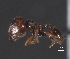  ( - MACN-Bar-Ins-ct 08903)  @11 [ ] Copyright (2021) MACN Museo Argentino de Ciencias Naturales "Bernardino Rivadavia"