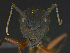  ( - MACN-Bar-Ins-5620)  @11 [ ] Copyright (2018) Pablo L Tubaro Museo Argentino de Ciencias Naturales, Bernardino Rivadavia