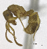  ( - MACN-Bar-Ins-5562)  @13 [ ] Copyright (2014) MACN Museo Argentino de Ciencias Naturales 'Bernardo Rivadavia'