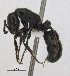  ( - MACN-Bar-Ins-5581)  @13 [ ] Copyright (2014) MACN Museo Argentino de Ciencias Naturales 'Bernardo Rivadavia'