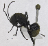  ( - MACN-Bar-Ins-5617)  @13 [ ] Copyright (2014) MACN Museo Argentino de Ciencias Naturales 'Bernardo Rivadavia'