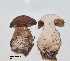 (Cortinarius aff. bovinatus - ANT045-QFB28631)  @11 [ ] Copyright (2015) Jacques Landry Mycoquebec