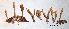  ( - ANT061-QFB28654)  @11 [ ] Copyright (2015) Jacques Landry Mycoquebec