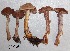  (Cortinarius spilomeus II - ANT062-QFB28656)  @11 [ ] Copyright (2015) Jacques Landry Mycoquebec