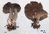  (Tricholoma myomyces - ANT092-QFB28707)  @11 [ ] Copyright (2015) Jacques Landry Mycoquebec