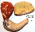  (Boletus chippewaensis - ANT127-QFB28754)  @11 [ ] Copyright (2015) Jacques Landry Mycoquebec