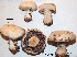  (Agaricus devoniensis - ANT135-HRL2120)  @11 [ ] Copyright (2015) Jacques Landry Mycoquebec