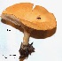  (Clitocybe squamulosa - ANT138-QFB28774)  @11 [ ] Copyright (2015) Jacques Landry Mycoquebec