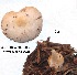  (Volvariella hypopithys - ANT158-QFB28562)  @11 [ ] Copyright (2015) Jacques Landry Mycoquebec