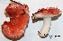  (Russula hydrophila - ANT176-QFB28600)  @11 [ ] Copyright (2015) Jacques Landry Mycoquebec