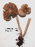  (Entoloma sp. 1 - ANT194-QFB28639)  @11 [ ] Copyright (2015) Jacques Landry Mycoquebec