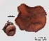  ( - ANT200-QFB28661)  @11 [ ] Copyright (2015) Jacques Landry Mycoquebec