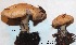  ( - ANT236-QFB28734)  @11 [ ] Copyright (2015) Jacques Landry Mycoquebec