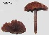  (Mycena aff. pelianthina - ANT239-QFB28740)  @11 [ ] Copyright (2015) Jacques Landry Mycoquebec