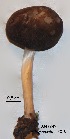  (Pluteus cf. granularis - ANT249)  @11 [ ] Copyright (2015) Jacques Landry Mycoquebec
