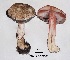  (Agaricus benesii - ANT258-QFB28775)  @11 [ ] Copyright (2015) Jacques Landry Mycoquebec