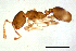  (Monomorium sp. M - ww16023)  @14 [ ] CreativeCommons - Attribution Non-Commercial Share-Alike (2012) Holger Loecker Orange Agricultural Institute, NSW DPI