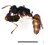  (Ochetellus sp. B - ww16033)  @13 [ ] CreativeCommons - Attribution Non-Commercial Share-Alike (2012) Holger Loecker Orange Agricultural Institute, NSW DPI