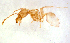 ( - ww16055)  @12 [ ] CreativeCommons - Attribution Non-Commercial Share-Alike (2012) Holger Loecker Orange Agricultural Institute, NSW DPI
