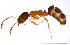  (Ochetellus clarithorax - ww16059)  @14 [ ] CreativeCommons - Attribution Non-Commercial Share-Alike (2012) Holger Loecker Orange Agricultural Institute, NSW DPI