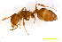  (Crematogaster sp. B - ww16071)  @14 [ ] CreativeCommons - Attribution Non-Commercial Share-Alike (2012) Holger Loecker Orange Agricultural Institute, NSW DPI