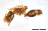  (Monomorium sp. D - ww16140)  @11 [ ] CreativeCommons - Attribution Non-Commercial Share-Alike (2012) Holger Loecker Orange Agricultural Institute, NSW DPI