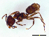  (Anonychomyrma sp. A - ww16158)  @14 [ ] CreativeCommons - Attribution Non-Commercial Share-Alike (2012) Holger Loecker Orange Agricultural Institute, NSW DPI