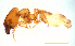  (Pheidole sp. K - ww16161)  @14 [ ] CreativeCommons - Attribution Non-Commercial Share-Alike (2012) Holger Loecker Orange Agricultural Institute, NSW DPI