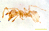  ( - ww16165)  @12 [ ] CreativeCommons - Attribution Non-Commercial Share-Alike (2012) Holger Loecker Orange Agricultural Institute, NSW DPI