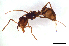  ( - ww16189)  @14 [ ] CreativeCommons - Attribution Non-Commercial Share-Alike (2012) Holger Loecker Orange Agricultural Institute, NSW DPI