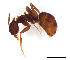  (Prolasius - ww16191)  @14 [ ] CreativeCommons - Attribution Non-Commercial Share-Alike (2012) Holger Loecker Orange Agricultural Institute, NSW DPI