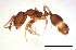  (Monomorium sp. C - ww16203)  @11 [ ] CreativeCommons - Attribution Non-Commercial Share-Alike (2012) Holger Loecker Orange Agricultural Institute, NSW DPI