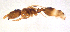  ( - ww16223)  @11 [ ] CreativeCommons - Attribution Non-Commercial Share-Alike (2012) Holger Loecker Orange Agricultural Institute, NSW DPI